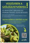 Veszelyben a szoloueltetvenyek szines